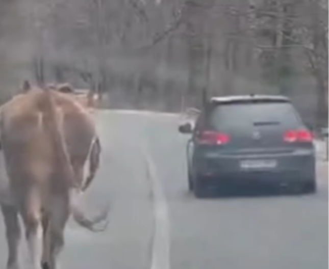 Vlasenica: Krava se šeta putem ka ski-centru