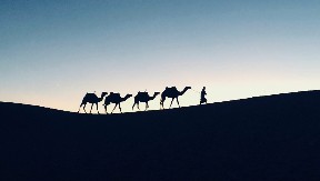 Za ovu životinju je Saudijska Arabija uvela pasoše