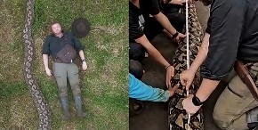 Ovo je najduža zmija ikada izmjerena u divljini: Ima preko 100 kg