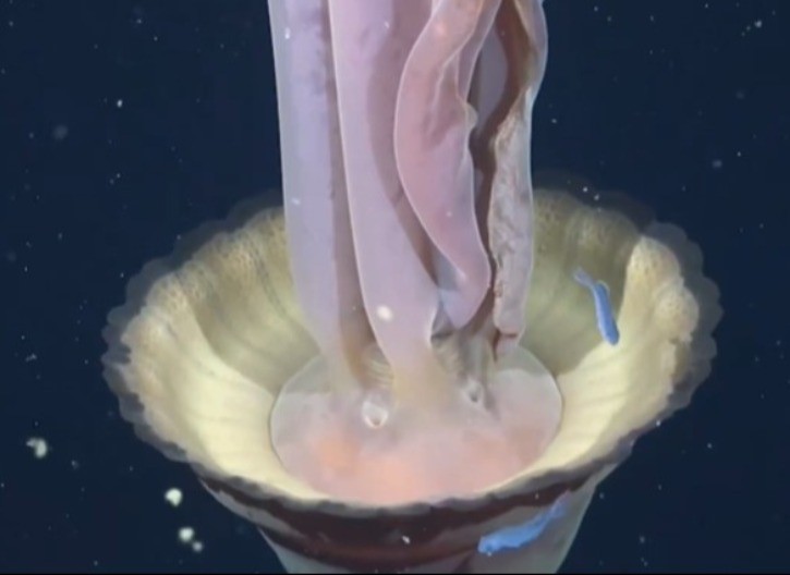 Snimljena džinovska fantomska meduza (VIDEO)