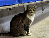 Uginula mačka Ljubica, simbol dvorane Pionir u Beogradu