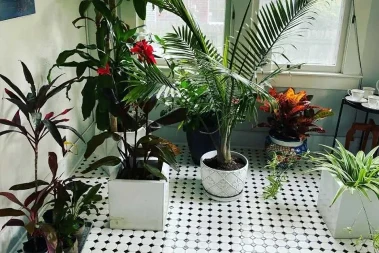 Otkrijte koja sobna biljka odgovara vašoj ličnosti uz pomoć ovog kratkog kviza