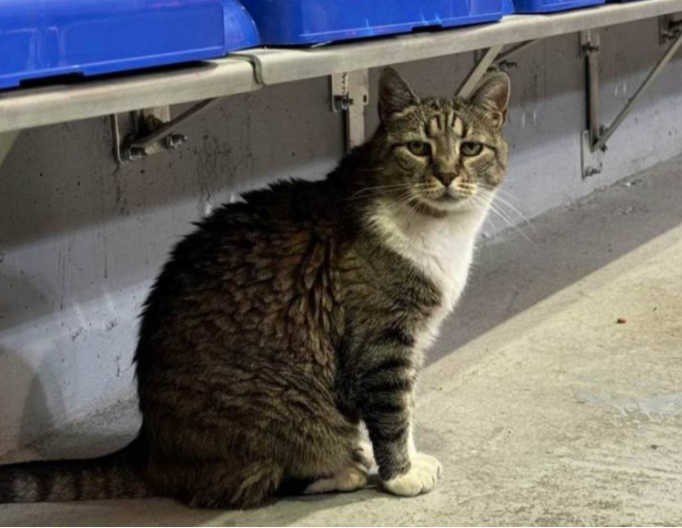 Uginula mačka Ljubica, simbol dvorane Pionir u Beogradu