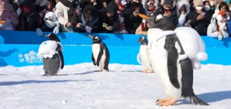 Neobična parada oduševila posjetioce: Održana na debelom minusu