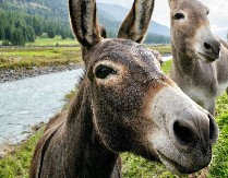 Kako se ispravno zove mladunče magarca: Nije ono sto mislite