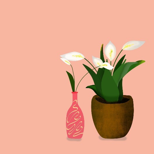 Njega spatifiluma: Kako pravilno dozirati vodu i podstaći bogato cvjetanje „Ženske sreće“