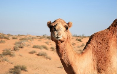 Za rubriku vjerovali ili ne: Kamile diskvalifikovane zbog botoksa i plastične hirurgije