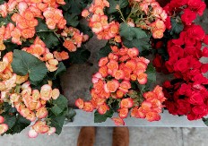 Ovo morate znati: Jedno cvijeće se nikako ne sadi u martu, odmah uvene