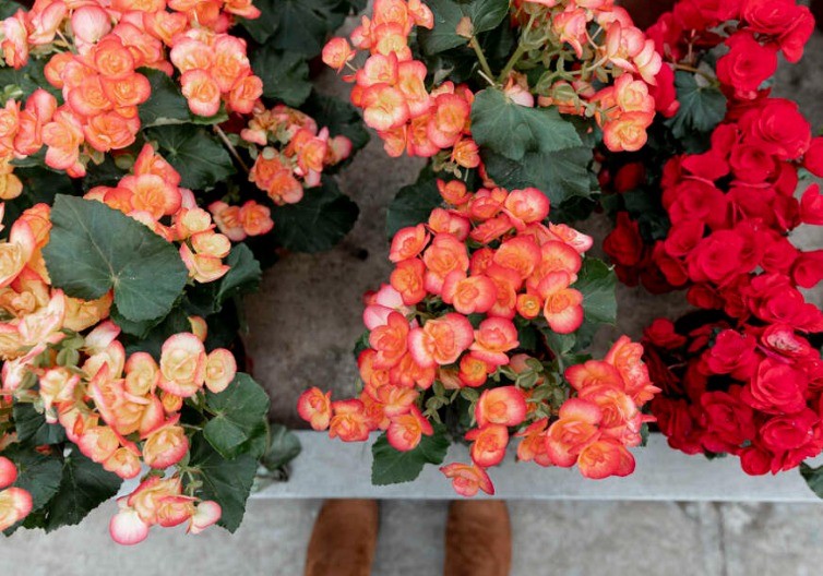 Ovo morate znati: Jedno cvijeće se nikako ne sadi u martu, odmah uvene