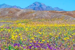 Fenomen koji se dešava jednom u deceniji: Dolina smrti prekrivena šarenim cvijećem (FOTO)
