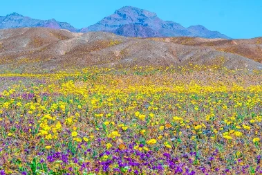 Fenomen koji se dešava jednom u deceniji: Dolina smrti prekrivena šarenim cvijećem (FOTO)