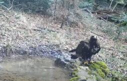 Rijedak prizor nedaleko od BiH: Kamera snimila moćnog predatora (VIDEO)