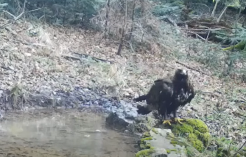 Rijedak prizor nedaleko od BiH: Kamera snimila moćnog predatora (VIDEO)