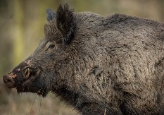 Divlja svinja prošetala tržnim centrom