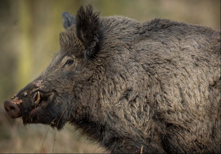 Divlja svinja prošetala tržnim centrom