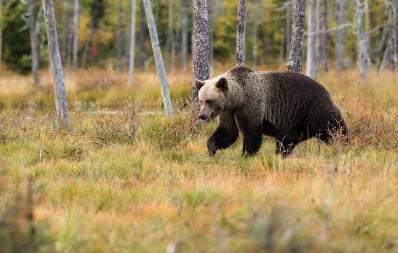 Još jedan medvjed ubijen kod Sokoca: Objavljen uznemirujući snimak