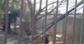 Pijani Meksikanac uskočio u kavez lavovima: Jedva sačuvao živu glavu (VIDEO)