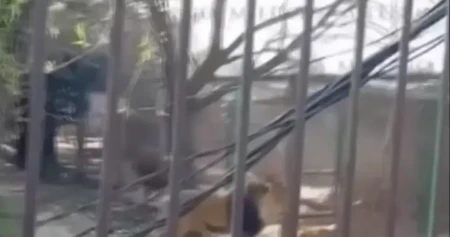 Pijani Meksikanac uskočio u kavez lavovima: Jedva sačuvao živu glavu (VIDEO)