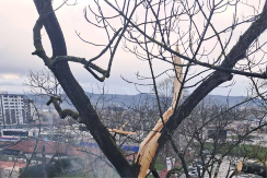 Haos u centru Banja Luke: Vatrogasci gasili stablo nakon udara groma