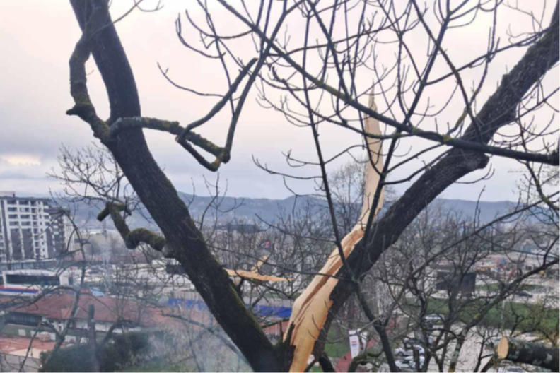 Haos u centru Banja Luke: Vatrogasci gasili stablo nakon udara groma