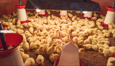 Milionski gubitak: Zabrana izvoza piletine u EU na snazi