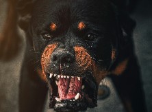 Pas ušetao u dvorište i krvnički ščepao dijete (4) za nogu