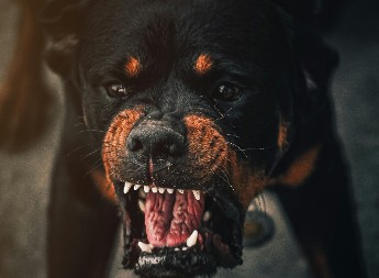 Pas ušetao u dvorište i krvnički ščepao dijete (4) za nogu