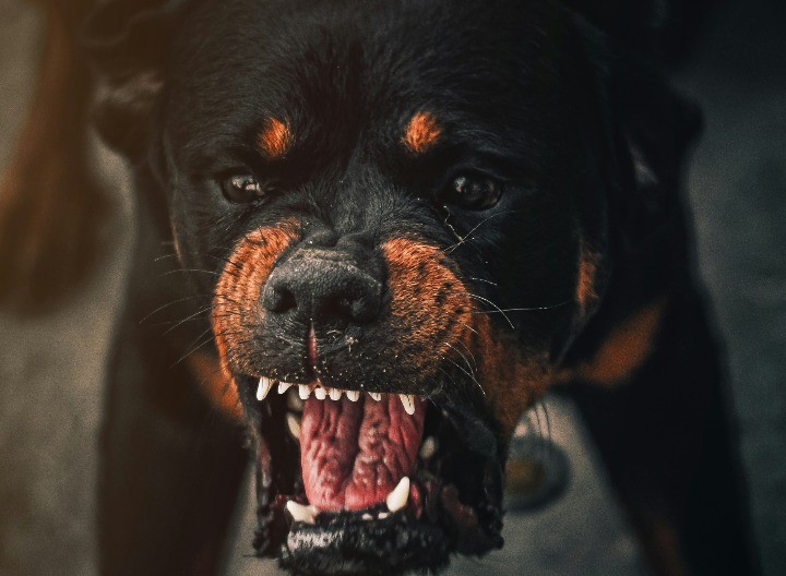 Pas ušetao u dvorište i krvnički ščepao dijete (4) za nogu