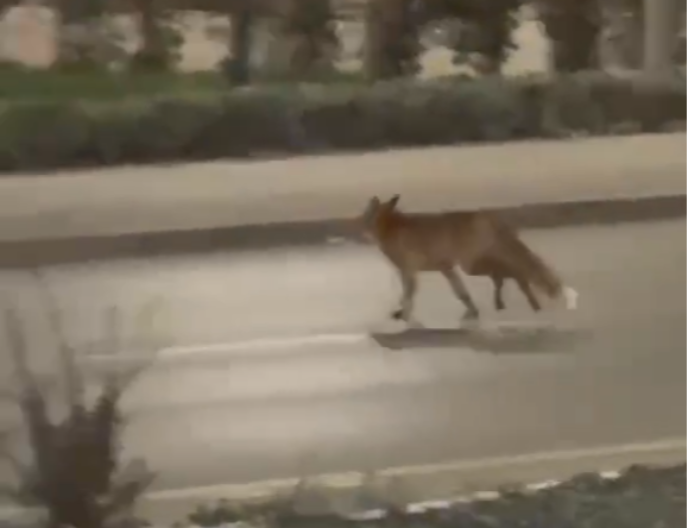 Sišla do grada: Lisica prošetala centrom Banjaluke (VIDEO)