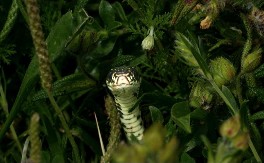 Ne podnose ove biljke: Posadite u dvorište ovo i recite zbogom zmijama