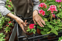 Kako isplanirati sadnju cvijeća po mjesecima za baštu koja cvjeta cijele godine