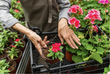 Kako isplanirati sadnju cvijeća po mjesecima za baštu koja cvjeta cijele godine