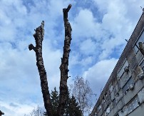 Orezivanje u Prijedoru u "očima" vještačke inteligencije: Ako na proljeće vidite pupoljke - dobro je (FOTO)