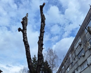 Orezivanje u Prijedoru u "očima" vještačke inteligencije: Ako na proljeće vidite pupoljke - dobro je (FOTO)