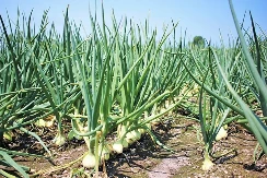 Baštovani oduševljeni: Ovaj kineski trik za sadnju luka daje duplo veći rod