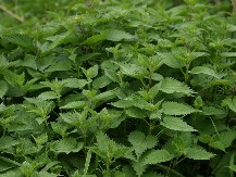 Iskoristite blagotvornost koprive i očistite organizam