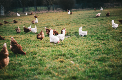 Ptičiji grip: Narednih dana kontrola svih farmi u Srpskoj