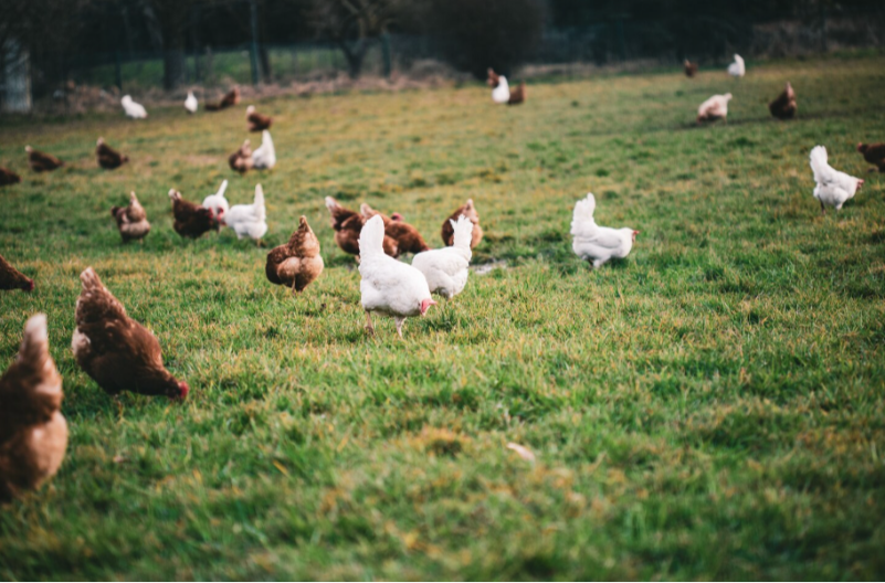 Ptičiji grip: Narednih dana kontrola svih farmi u Srpskoj