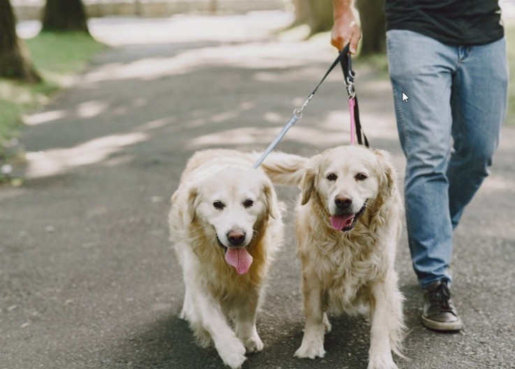 Njemačko ostrvo uvelo stroga pravila za pse: Kazne dosežu i do 10.000 evra