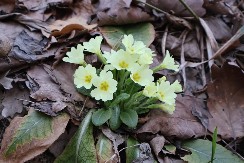 Znate li zašto prvi dan proljeća više nije 21. mart
