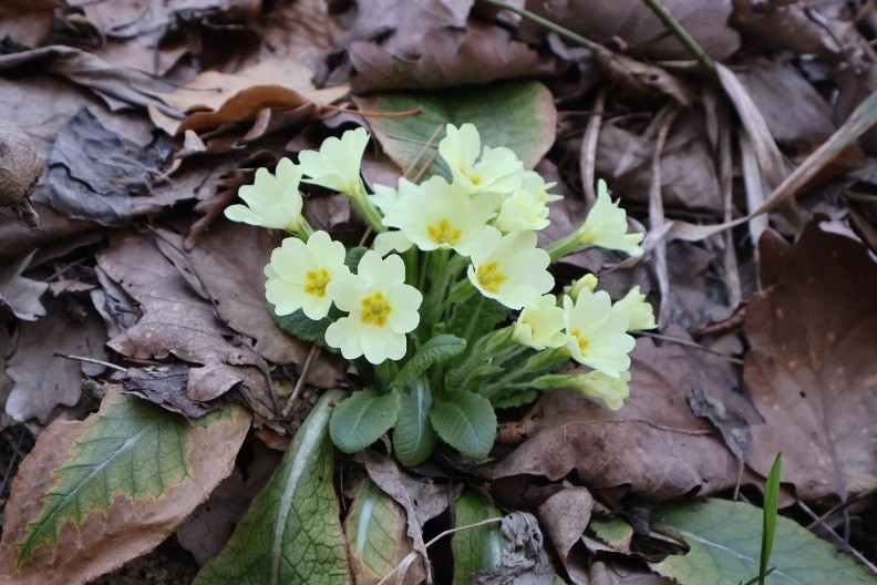 Znate li zašto prvi dan proljeća više nije 21. mart