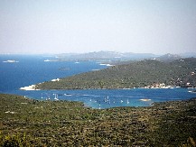 Nevjerovatan prizor u Hrvatskoj: Divlje svinje preplivale more i naselile jadransko ostrvo (FOTO)