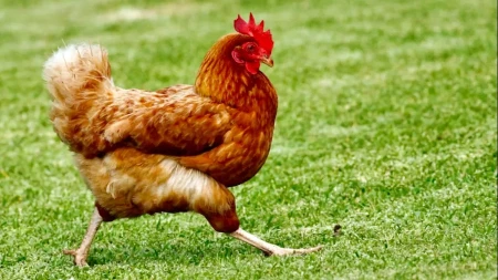 Prvi slučaj ptičjeg gripa kod ljudi u Evropi potvrđen u Italiji