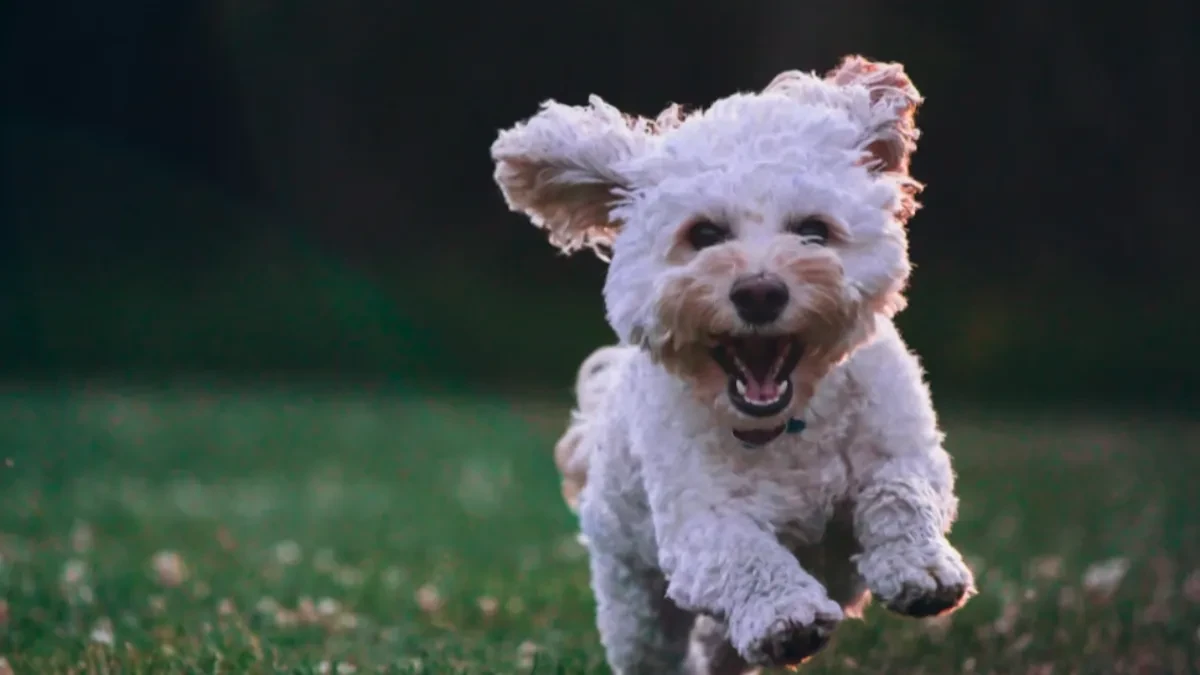 Psi liječe dušu: Evo zašto bez njih život nikad nije isti