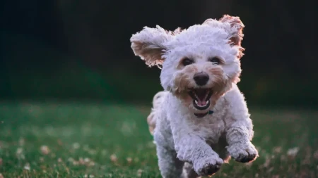 Psi liječe dušu: Evo zašto bez njih život nikad nije isti