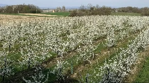 Voćari proglasili mobilno stanje: Po svaku cijenu spasiti iscvjetalo voće od minusa