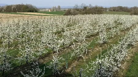 Voćari proglasili mobilno stanje: Po svaku cijenu spasiti iscvjetalo voće od minusa