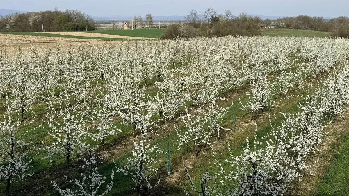 Voćari proglasili mobilno stanje: Po svaku cijenu spasiti iscvjetalo voće od minusa