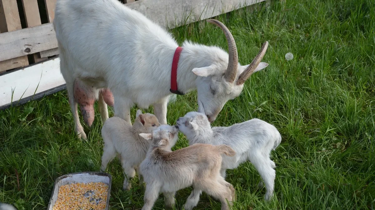 Između snijega i sunca: Priroda tiho šalje znakove da je proljeće stiglo