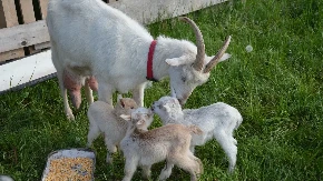 Između snijega i sunca: Priroda tiho šalje znakove da je proljeće stiglo